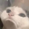 tapochechek254's Avatar
